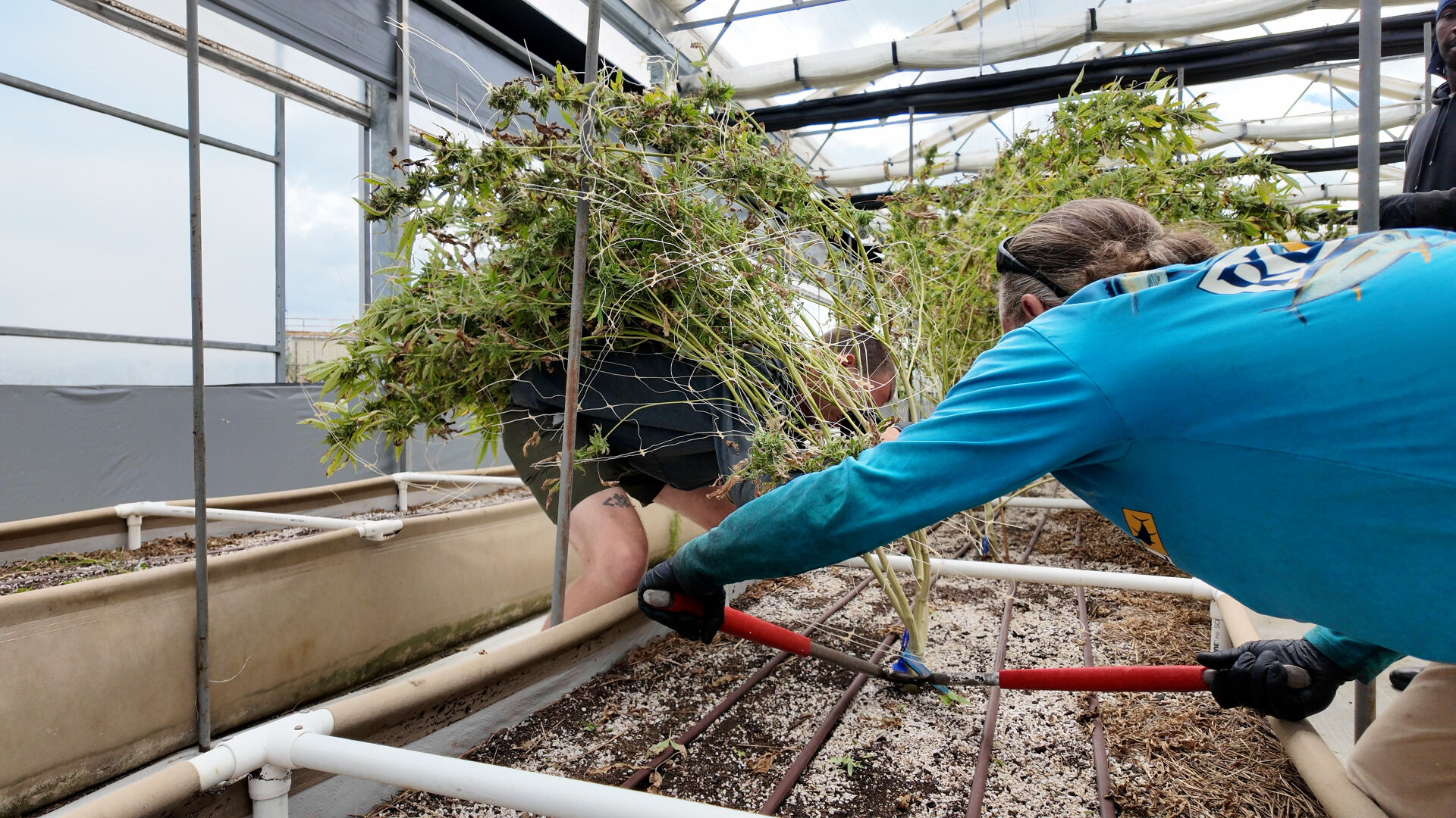Cannabis cultivation is taking root on Maryland's Eastern Shore